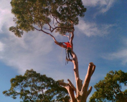 Man Trimming the Tree — Tree Removal & Land Clearing In Central Coast, NSW