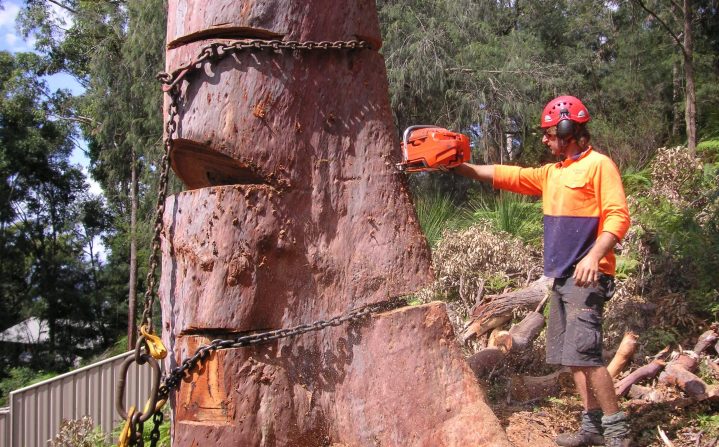 Cutting Down a Huge Tree — Tree Removal & Land Clearing In North Avoca, NSW