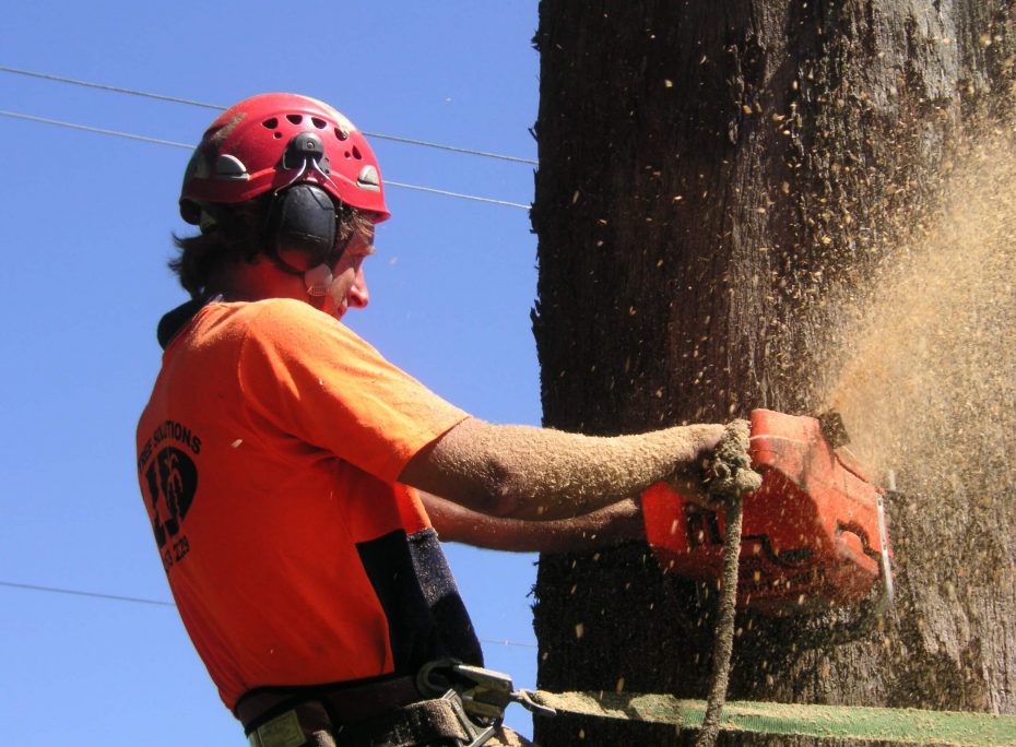 Worker Cutting Down a Tree — Tree Removal & Land Clearing In North Avoca, NSW