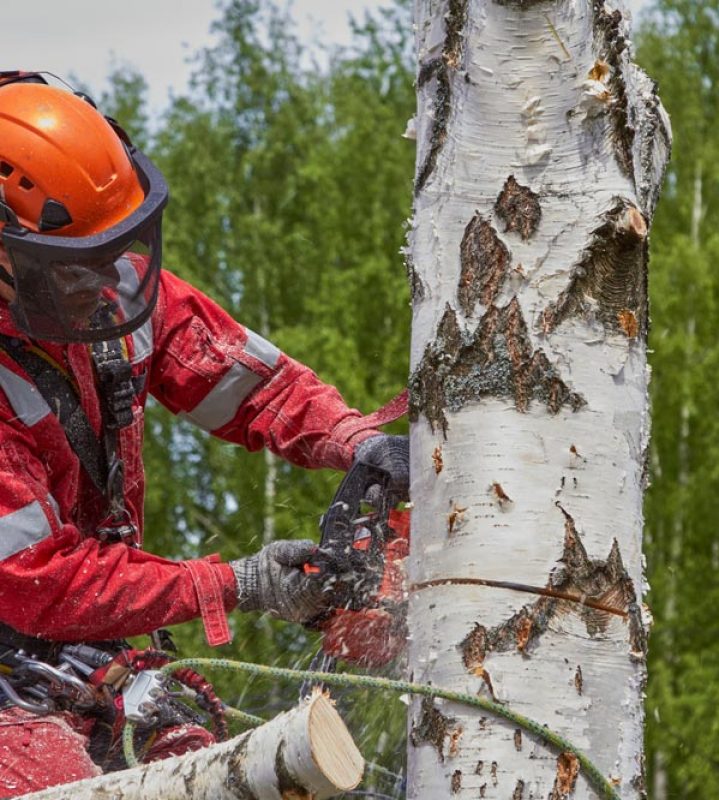 Arborist Cutting A Birch Tree