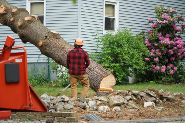 Arborist Waiting For The Tree To Fall