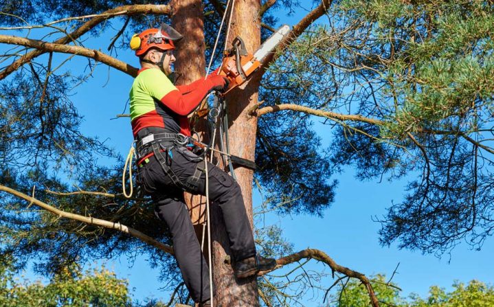 Man Cutting Trees at the Park — Tree Removal & Land Clearing in Mangrove Mountain, NSW