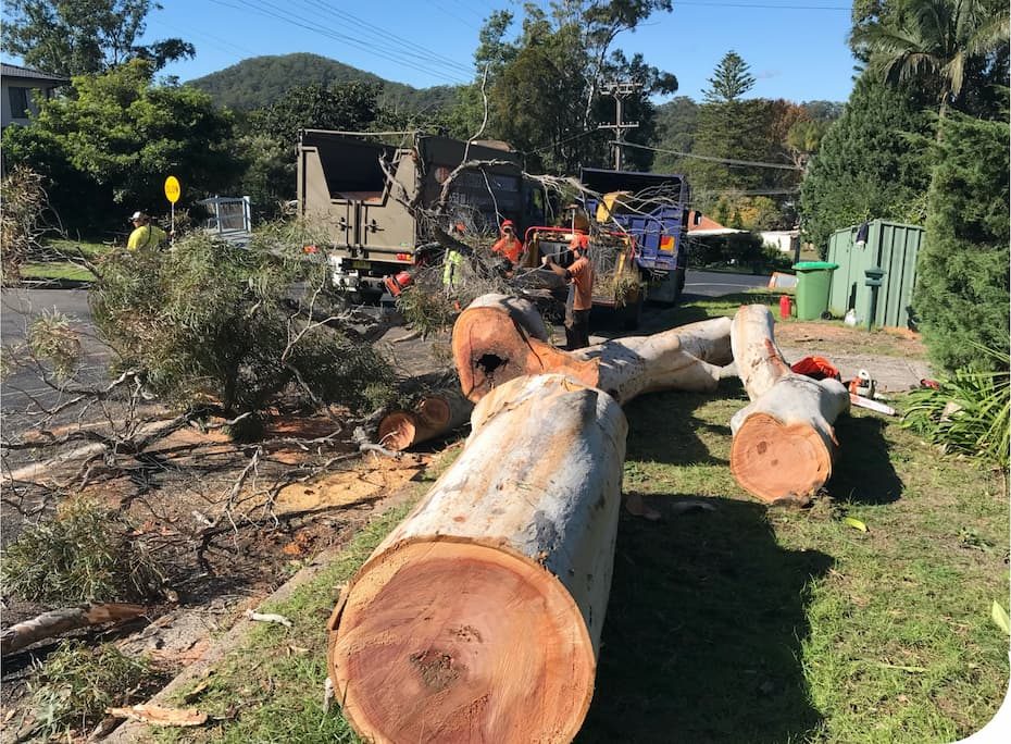 Felled Tree — Tree Removal & Land Clearing In Central Coast, NSW
