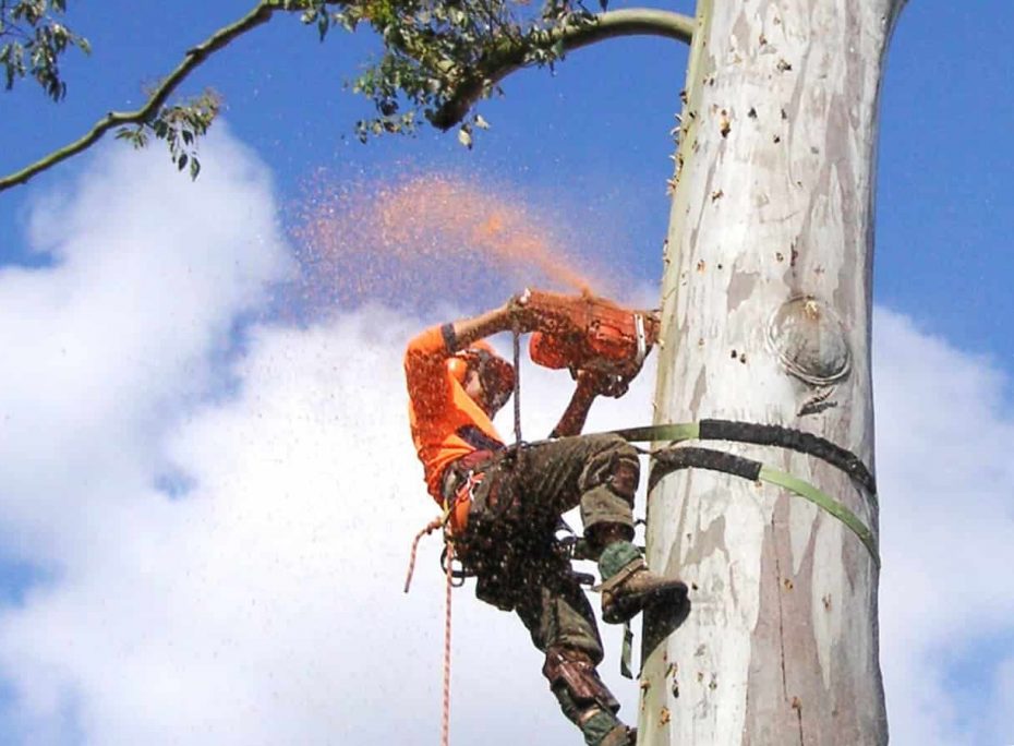 Man Chopping Down A Tree — Tree Removal & Land Clearing In Central Coast, NSW