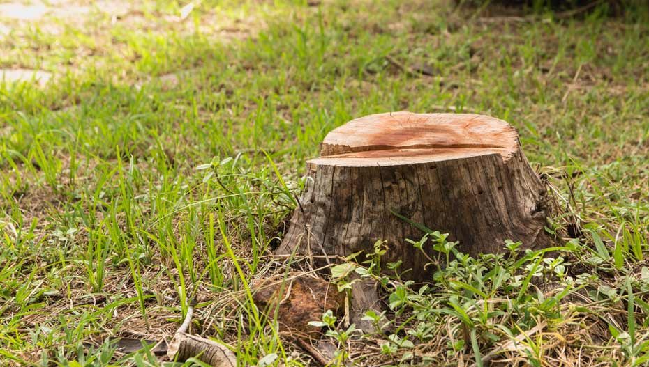 Tree Stump — Tree Stump Removal Central Coast, NSW